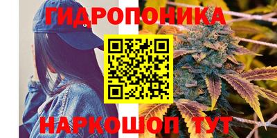 бошки Кингисепп